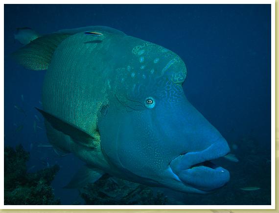 226-Maori Wrasse  (Chelinus undulatus)